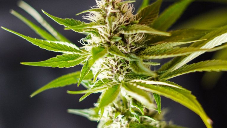 Sommité de chanvre CBD à maturité avec pistils et trichomes, prête pour la récolte d'automne