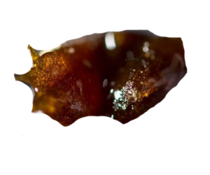 Hash Rosin CBD